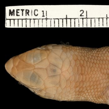 Media type: image;   Herpetology R-33525 Aspect: head dorsal